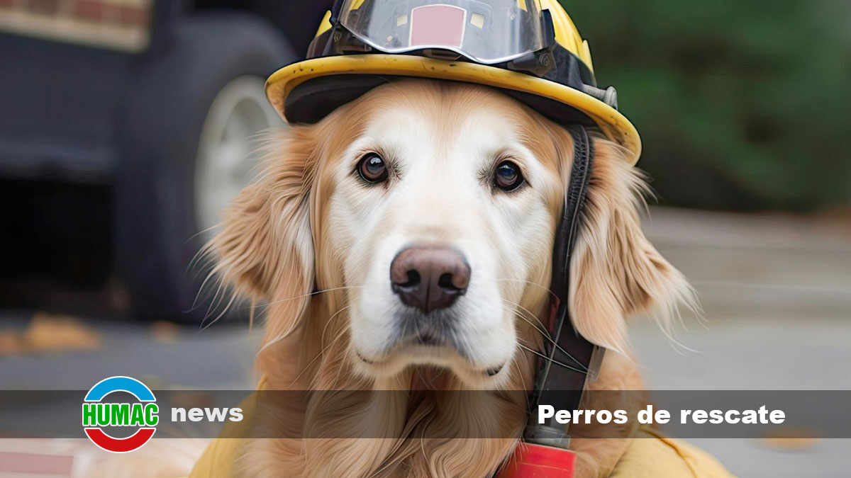 Perros de rescate: Razas adecuadas y características