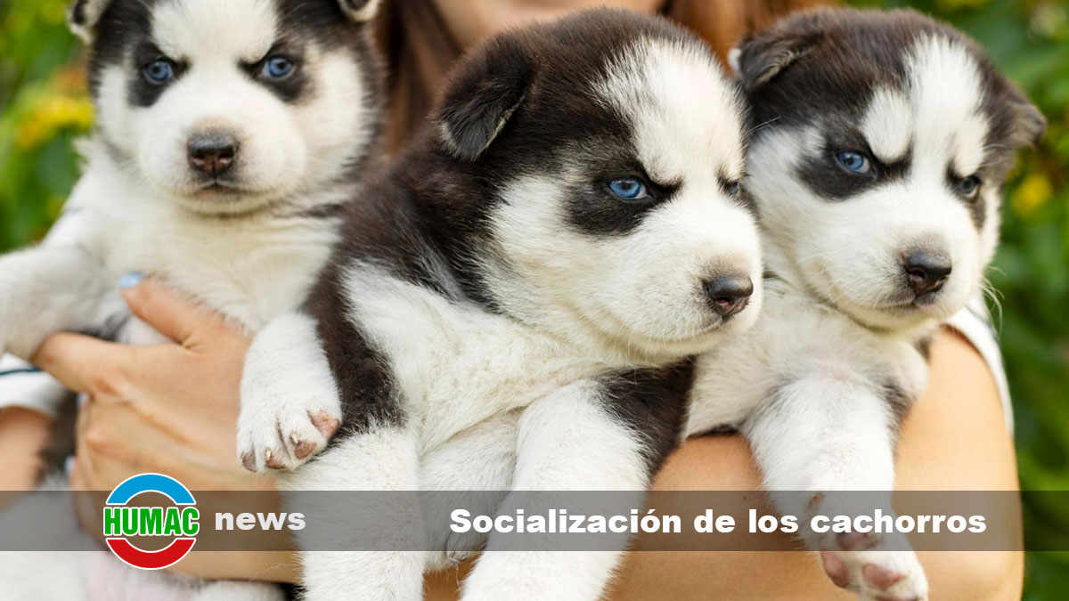 Socialización de los cachorros: Etapas