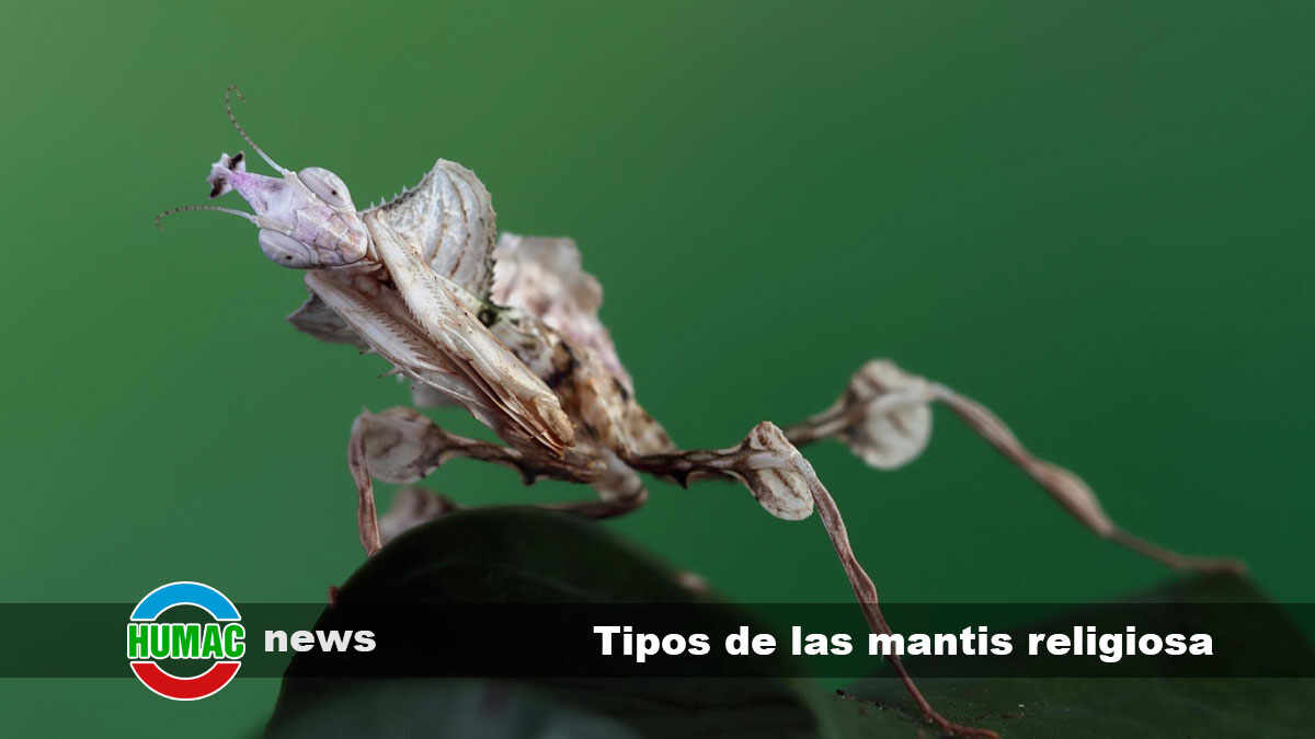 Tipos de las mantis religiosa: Cuántos hay