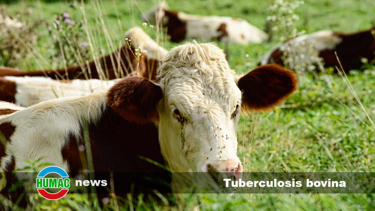 Tuberculosis bovina: Síntomas y tratamiento