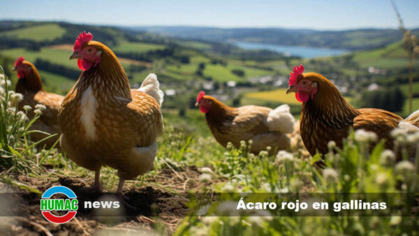 Ácaro rojo en gallinas: Qué es, cómo controlarlo y prevenirlo