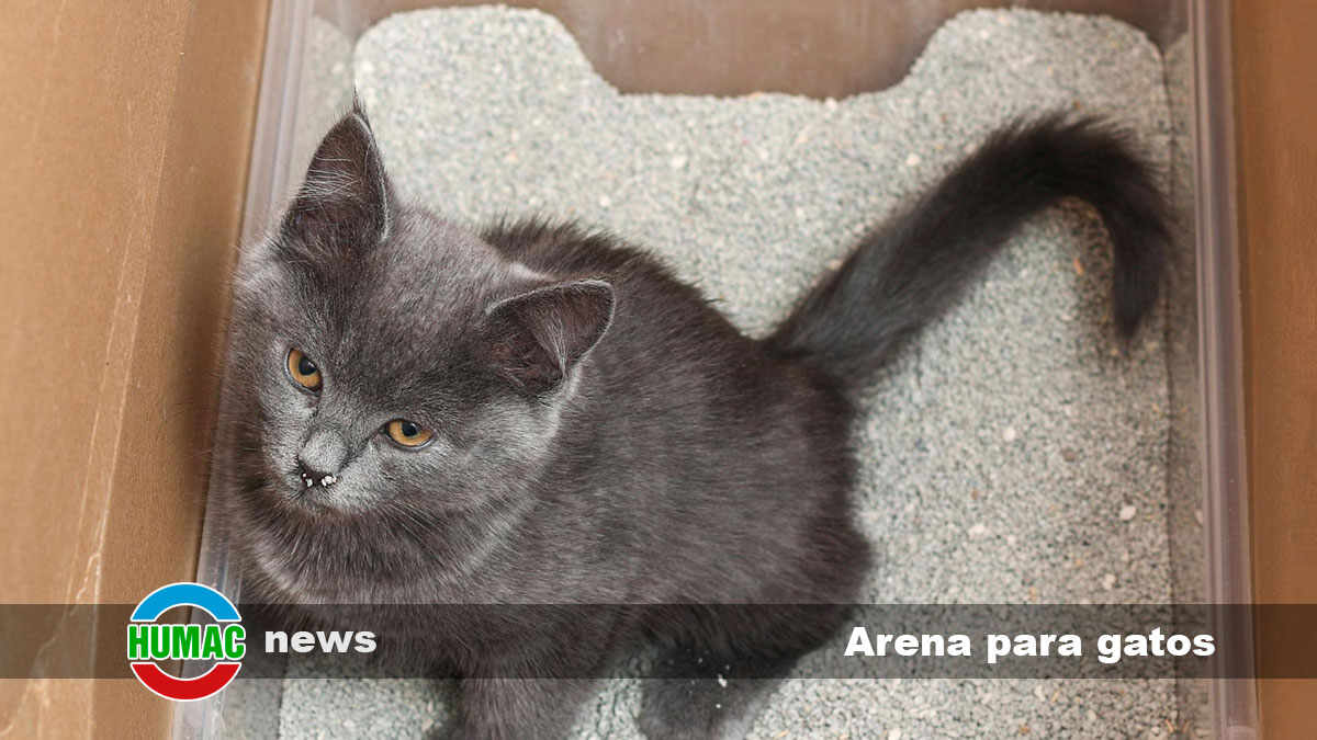 Arena para gatos: Tipos y beneficios