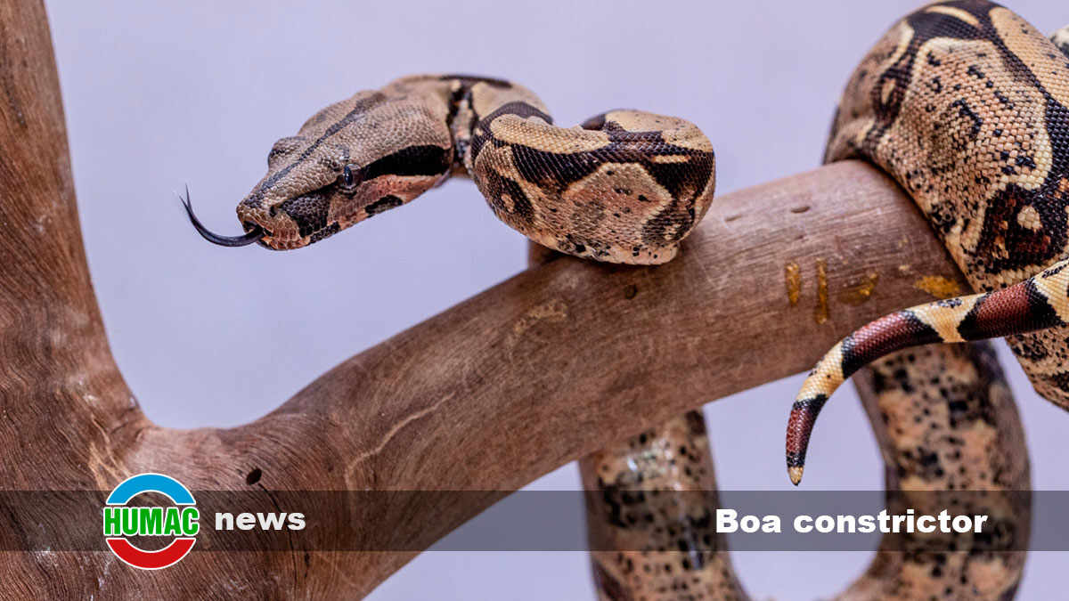 Boa constrictor: Cuidados, curiosidades e información sobre esta fascinante serpiente