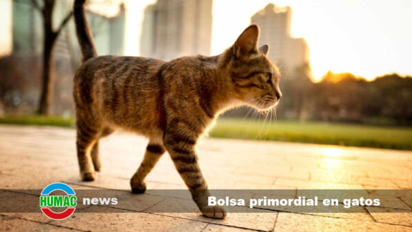 Bolsa primordial en gatos: Qué es y para qué sirve