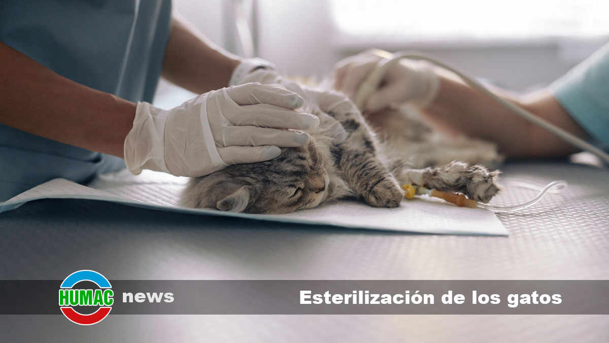 esterilización de los gatos