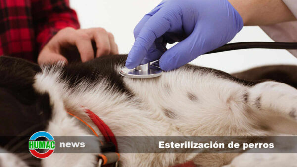 Esterilización de perros: Beneficios y recuperación