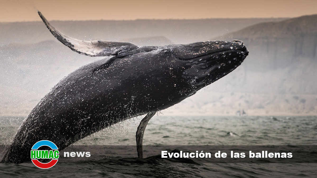 evolución de las ballenas