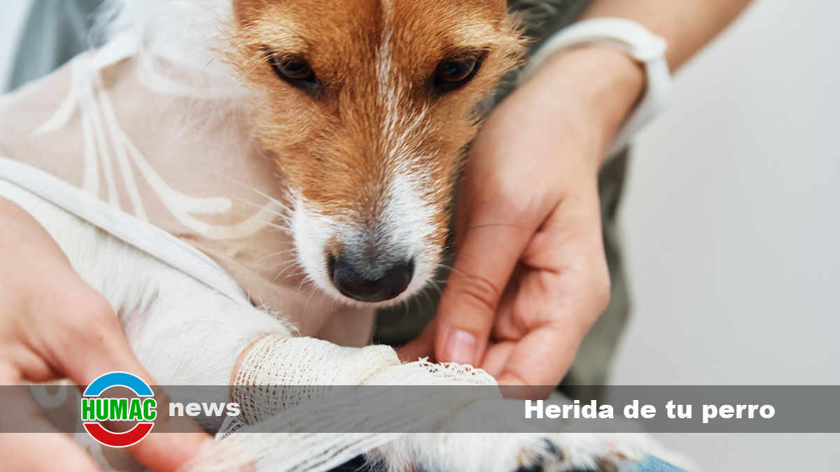Herida de tu perro: Cómo limpiar y curarla