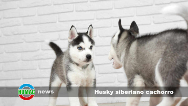 Husky siberiano cachorro: Cuidados y alimentación
