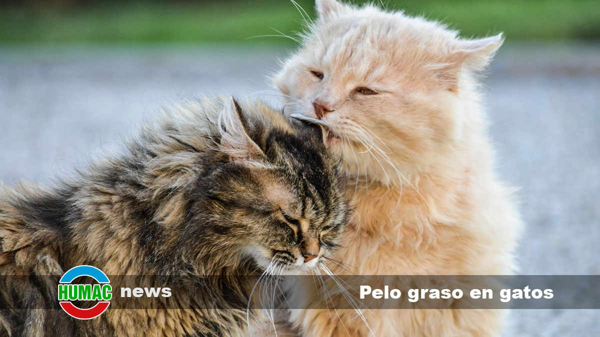 Pelo graso en gatos: Causas y cuidados