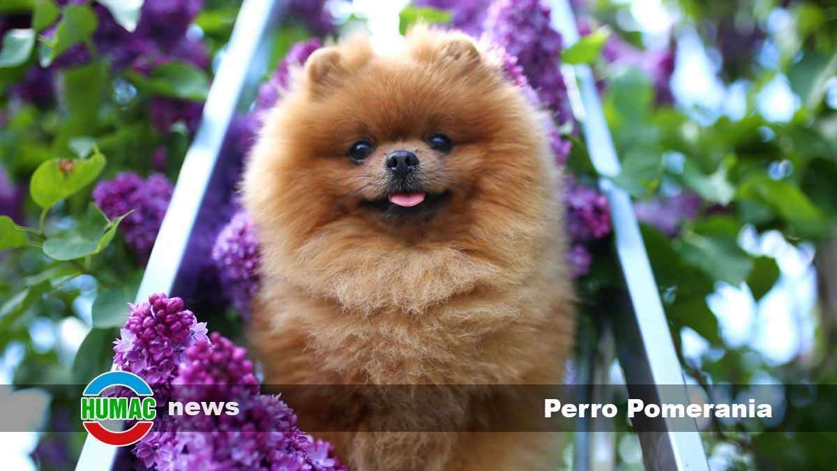 Perro Pomerania: Orígen, carácter y cuidados