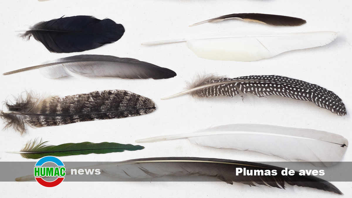 Tipos de plumas de aves y sus funciones