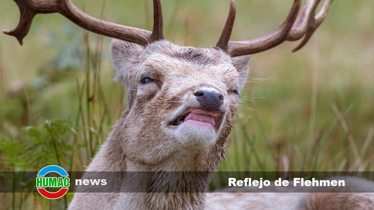 Reflejo de Flehmen: Qué es y qué animales lo tienen