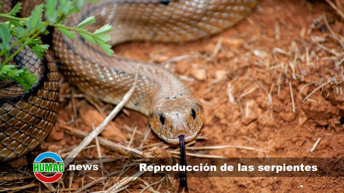 reproducción de las serpientes