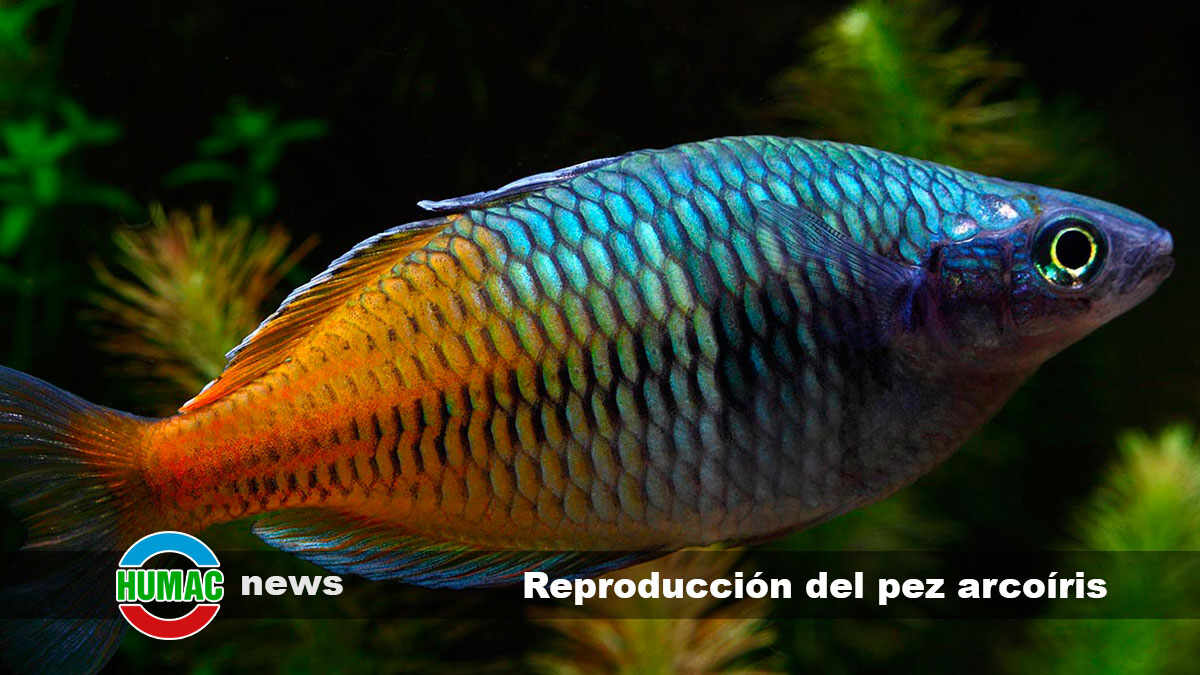 reproducción del pez arcoíris
