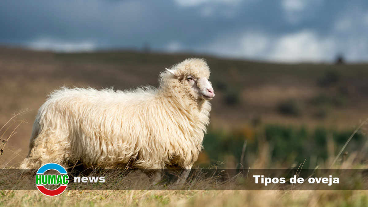 Tipos de oveja: Conoce las distintas razas de ovino