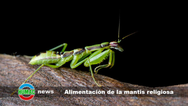 Alimentación de la mantis religiosa: ¿Qué puede comer?