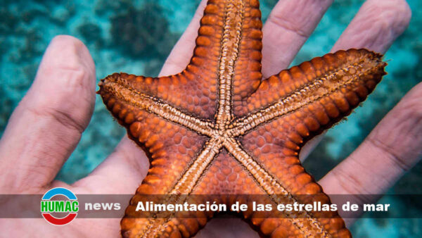 La fascinante alimentación de las estrellas de mar: Explorando sus hábitos alimenticios