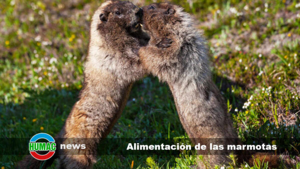 Alimentación de las marmotas: Qué comen estos animales de montaña?
