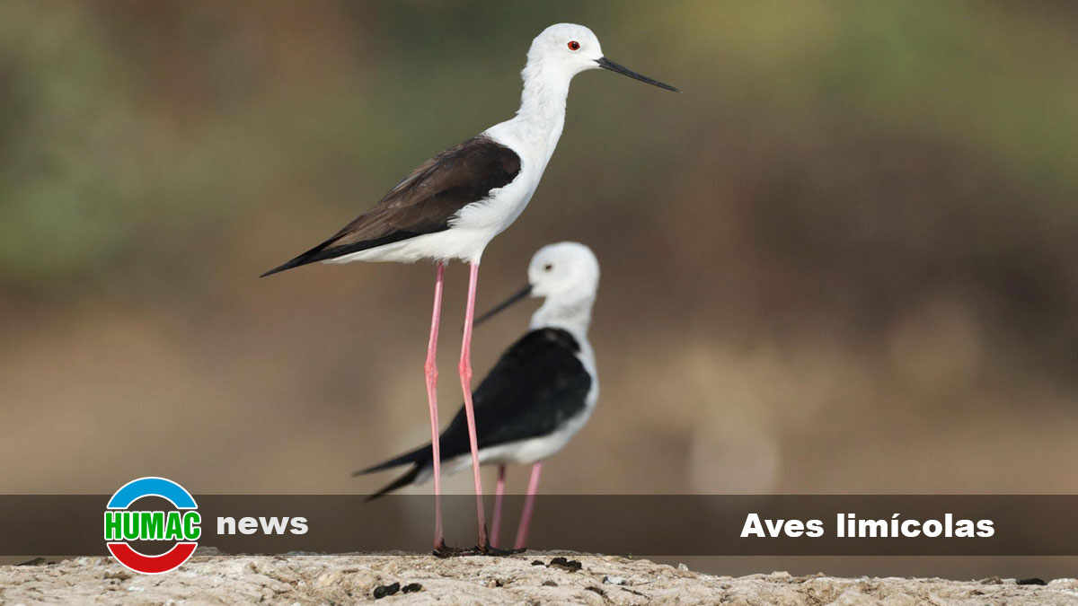 aves limícolas 1