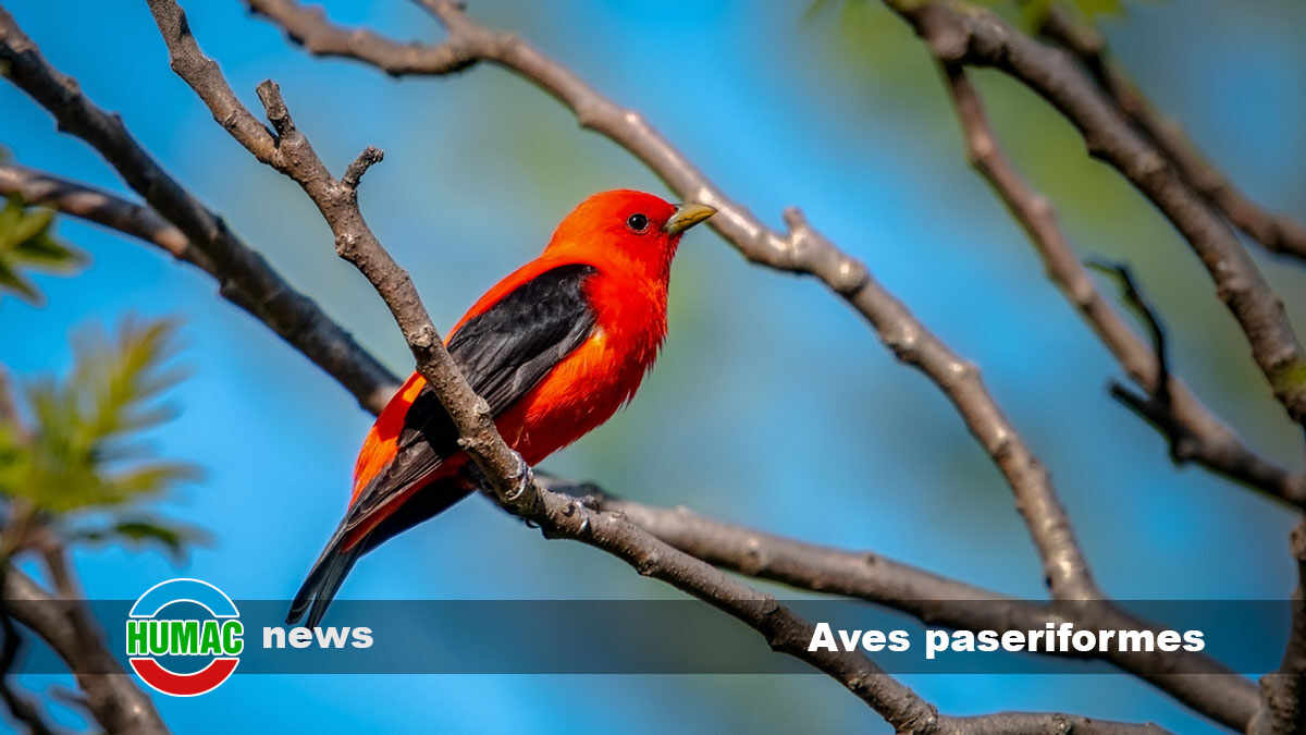 aves paseriformes 1