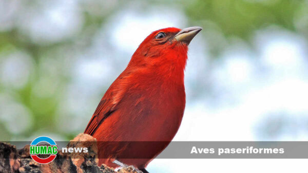 Aves paseriformes: Qué son, nombres y características