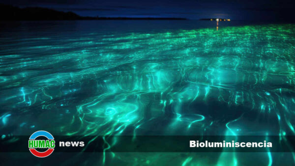 Bioluminiscencia: Descifrando el Espectáculo de Luz en la Naturaleza