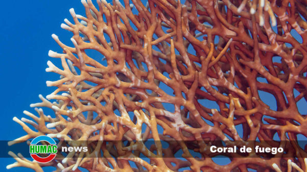 Coral de fuego: Qué es y si es venenoso para los humanos