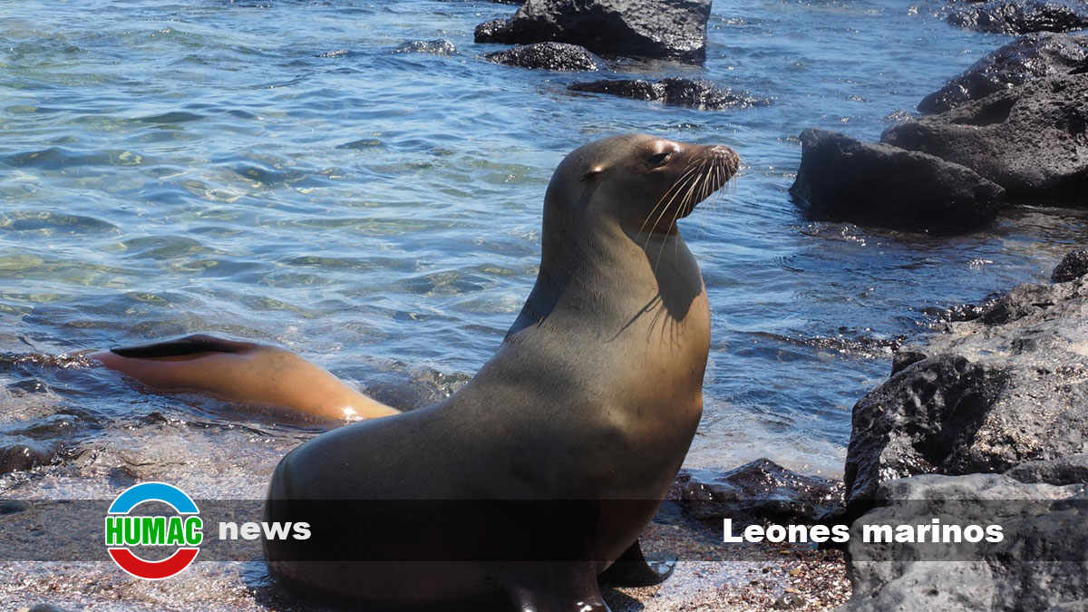 leones marinos 1