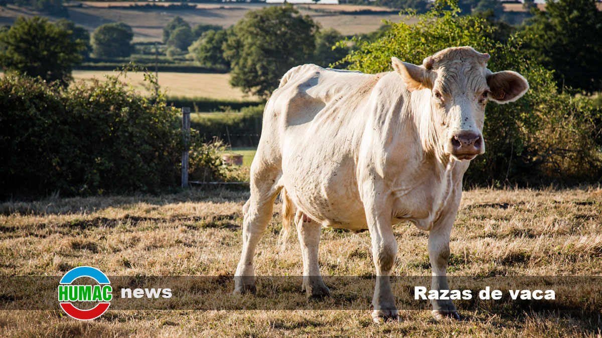 Razas de vaca: Cuáles son, nombres y características