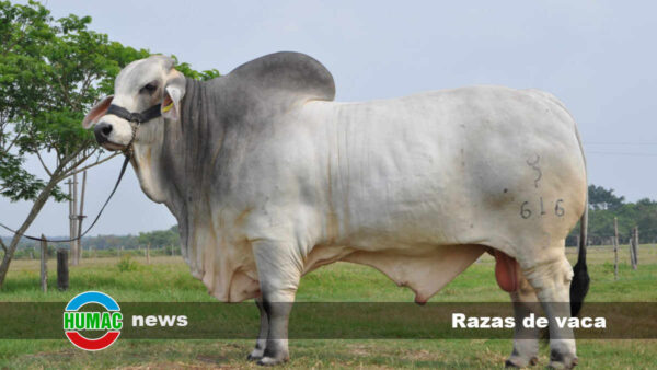 Razas de vaca: Cuáles son, nombres y características