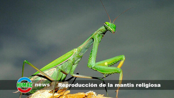 Reproducción de la mantis religiosa y ciclo de vida