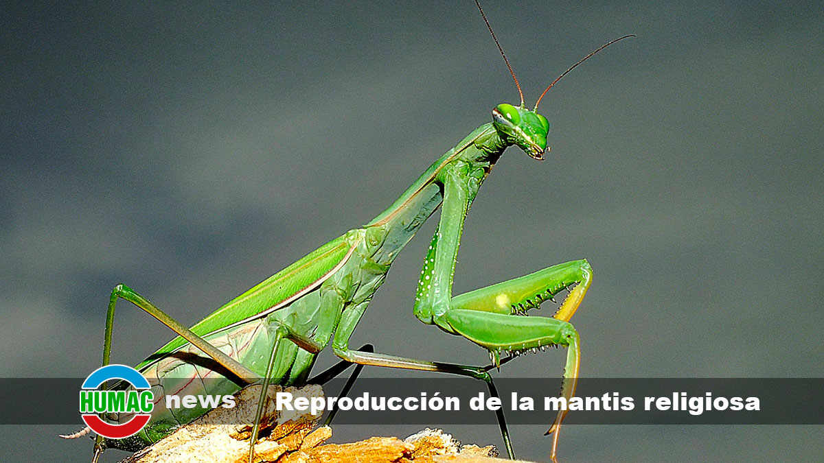 reproducción de la mantis religiosa