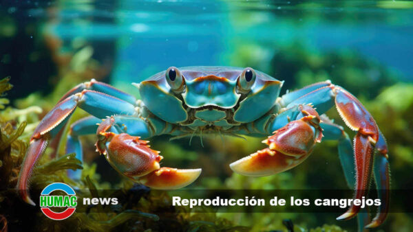 Reproducción de los cangrejos y ciclo de vida