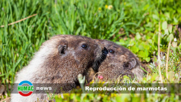 Reproducción de marmotas: El fascinante ciclo de vida