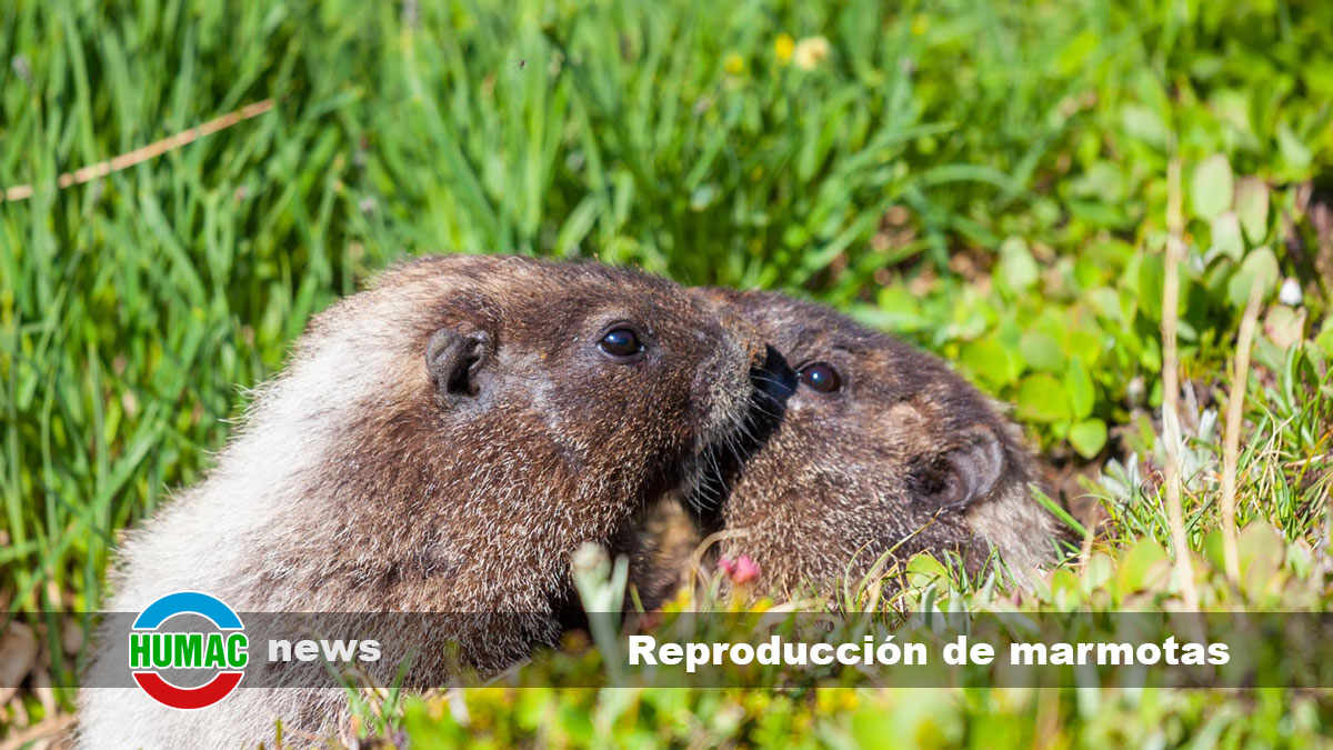 reproducción de marmotas