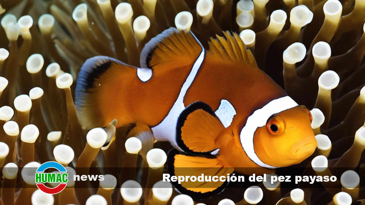 reproducción del pez payaso
