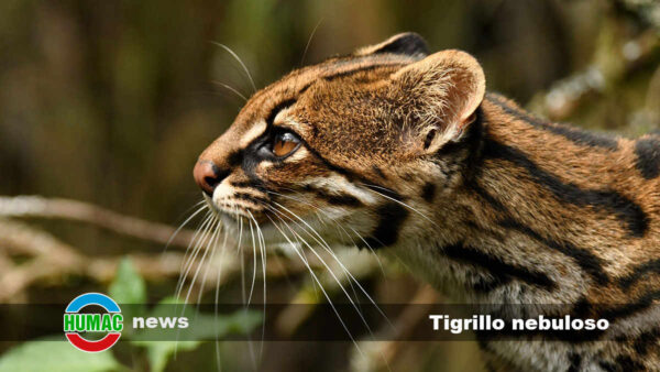 Tigrillo nebuloso: Descubriendo nueva especie de felino