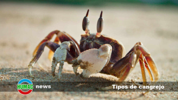 Tipos de cangrejo: Nombres, características y hábitats.