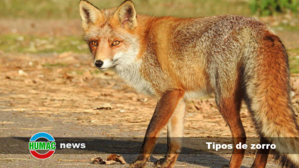 Tipos de zorro: Nombres, características y hábitats
