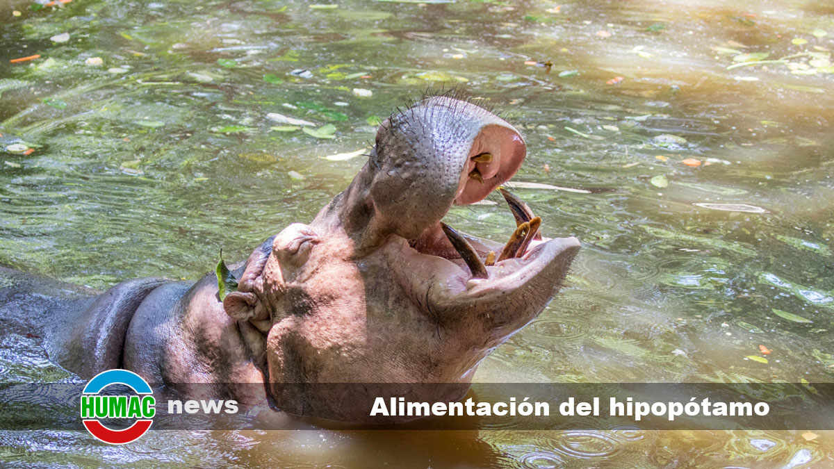 alimentación del hipopótamo