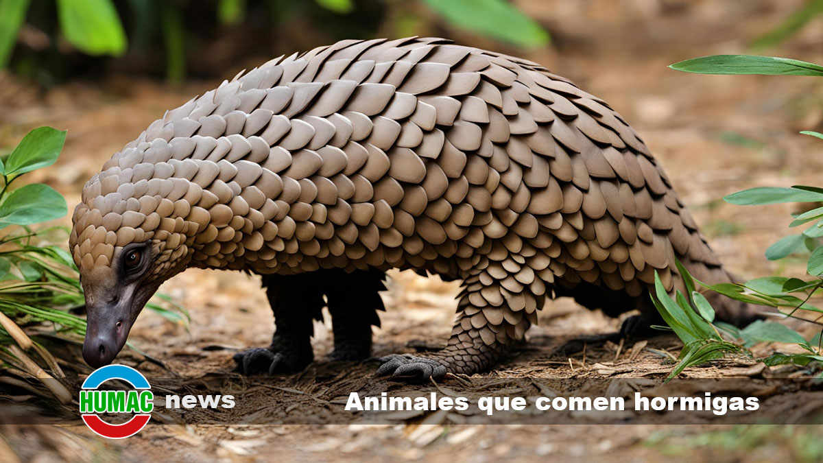 Lista de animales que comen hormigas