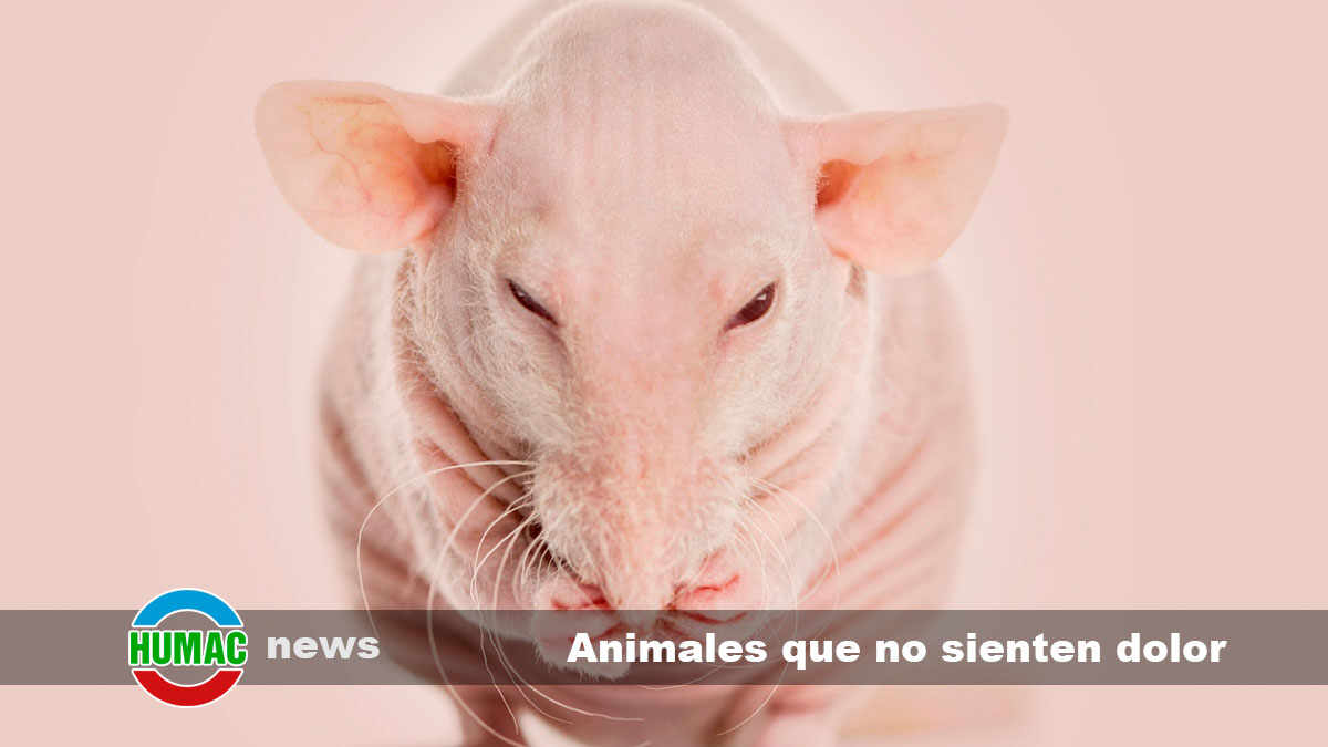 animales que no sienten dolor 1