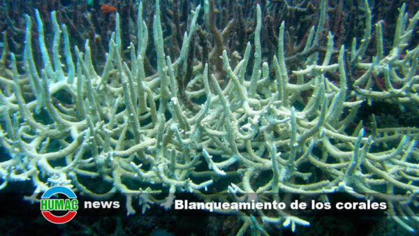 Blanqueamiento de los corales: Causas y cómo ocurre