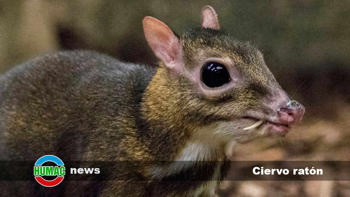 Ciervo ratón: Vida, hábitat y características