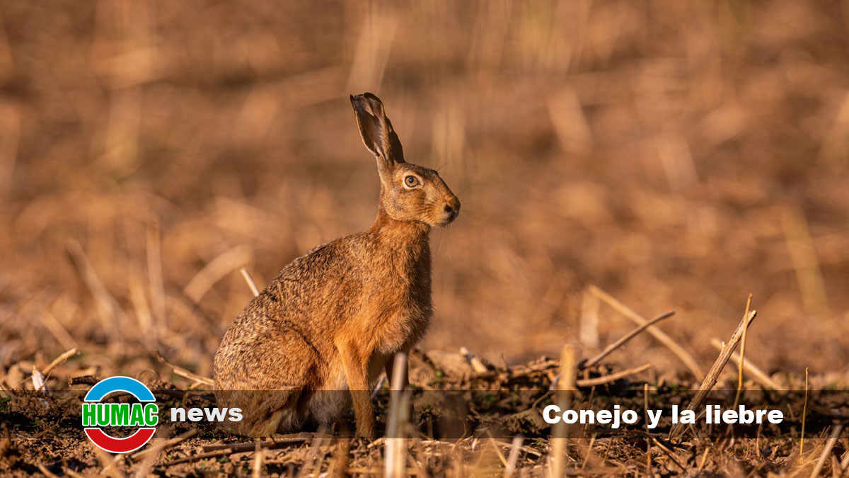 Conejo y la liebre : Qué diferencias hay entre ellos