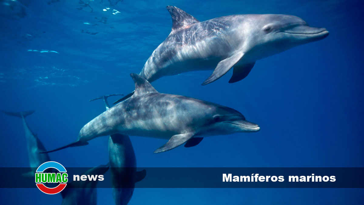 mamíferos marinos
