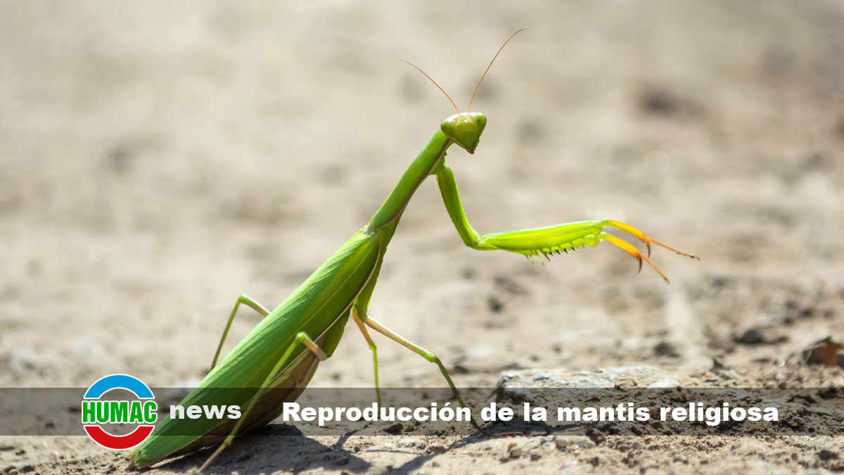 Reproducción de la mantis religiosa y ciclo de vida