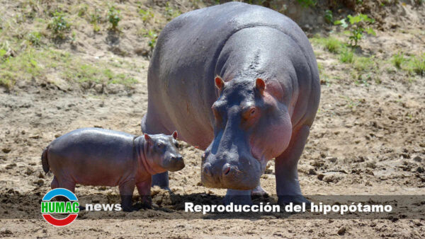 Reproducción del hipopótamo y su vida