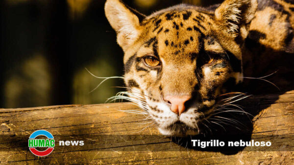 Tigrillo nebuloso: Descubriendo nueva especie de felino